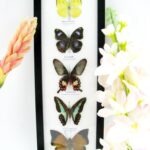 5 wunderschöne echte Schmetterlinge im Rahmen als Wandbild - A-05-h-20