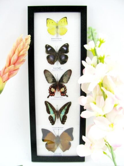 5 wunderschöne echte Schmetterlinge im Rahmen als Wandbild - A-05-h-20