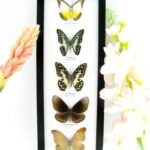 5 wunderschöne echte Schmetterlinge im Rahmen als Wandbild - A-05-h-21
