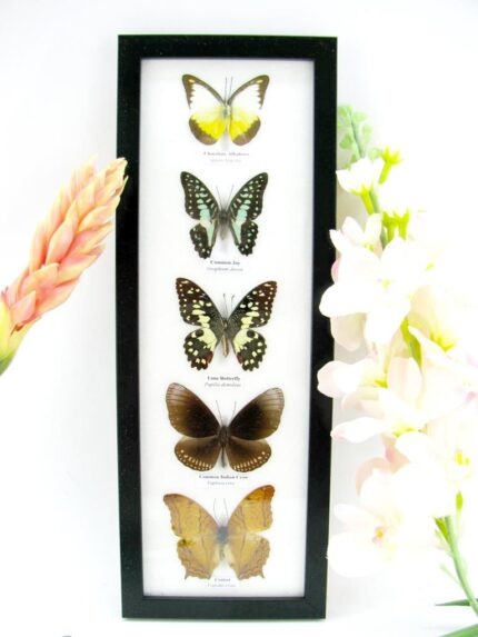 5 wunderschöne echte Schmetterlinge im Rahmen als Wandbild - A-05-h-21