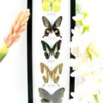 5 wunderschöne echte Schmetterlinge im Rahmen als Wandbild - A-05-h-22