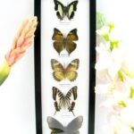 5 wunderschöne echte Schmetterlinge im Rahmen als Wandbild - A-05-h-23