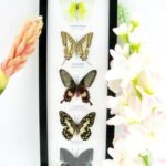 5 wunderschöne echte Schmetterlinge im Rahmen als Wandbild - A-05-h-24