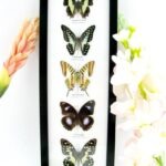 5 wunderschöne echte Schmetterlinge im Rahmen als Wandbild - A-05-h-25