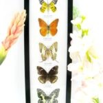 5 wunderschöne echte Schmetterlinge im Rahmen als Wandbild - A-05-h-26