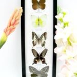 5 wunderschöne echte Schmetterlinge im Rahmen als Wandbild - A-05-h-27