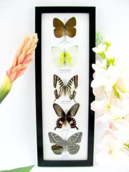 5 wunderschöne echte Schmetterlinge im Rahmen als Wandbild - A-05-h-27