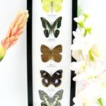 5 wunderschöne echte Schmetterlinge im Rahmen als Wandbild - A-05-h-28