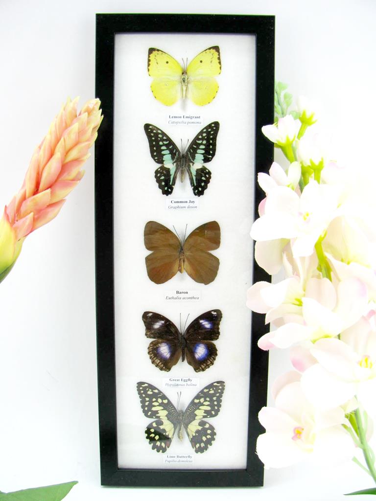 5er Set echte Präparierte Schmetterlinge als Wandbild a-05-h-28-b