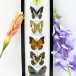 6 wunderschöne echte Schmetterlinge im Bilderrahmen - A-06-h-02