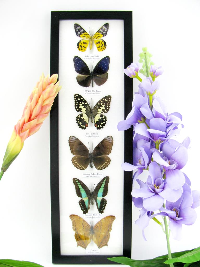6 präparierte Schmetterlinge im Bilderrahmen hoch A-06-h-03-b