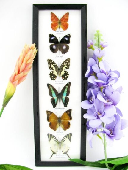 6 wunderschöne echte Schmetterlinge im Bilderrahmen - A-06-h-06