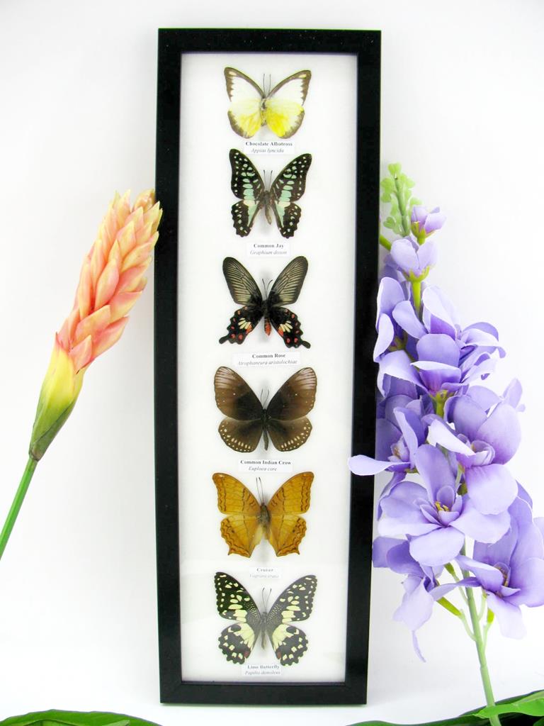 6 präparierte Schmetterlinge im Bilderrahmen hoch A-06-h-08-b