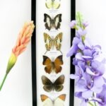 6 wunderschöne echte Schmetterlinge im Bilderrahmen - A-06-h-09