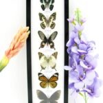 6 wunderschöne echte Schmetterlinge im Bilderrahmen - A-06-h-10