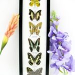 6 wunderschöne echte Schmetterlinge im Bilderrahmen - A-06-h-13