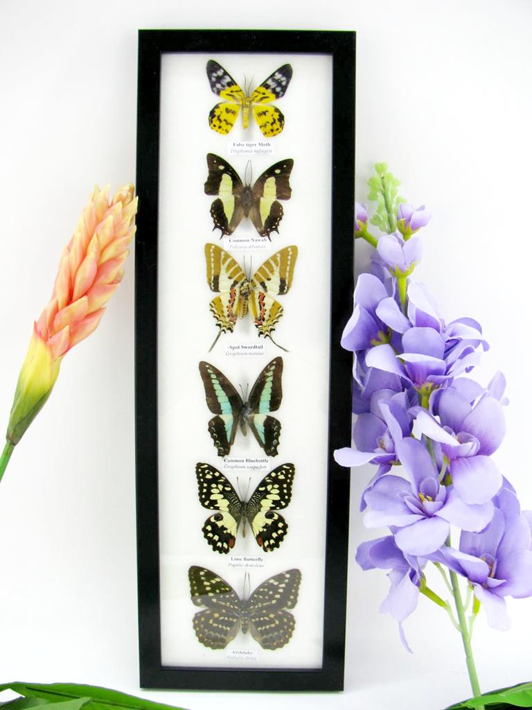 6 präparierte Schmetterlinge im Bilderrahmen hoch A-06-h-13-b