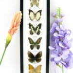 6 wunderschöne echte Schmetterlinge im Bilderrahmen - A-06-h-14
