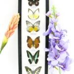 6 wunderschöne echte Schmetterlinge im Bilderrahmen - A-06-h-15