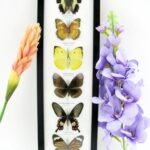 6 wunderschöne echte Schmetterlinge im Bilderrahmen - A-06-h-16