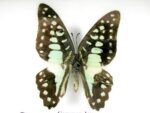 6 wunderschöne echte Schmetterlinge im Bilderrahmen - A-06-h-17 – Bild 5