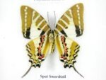 6 wunderschöne echte Schmetterlinge im Bilderrahmen - A-06-h-17 – Bild 7