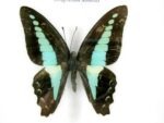 6 wunderschöne echte Schmetterlinge im Bilderrahmen - A-06-h-17 – Bild 8