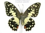 6 wunderschöne echte Schmetterlinge im Bilderrahmen - A-06-h-17 – Bild 9