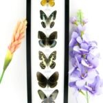 6 wunderschöne echte Schmetterlinge im Bilderrahmen - A-06-h-18