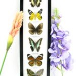 6 wunderschöne echte Schmetterlinge im Bilderrahmen - A-06-h-19