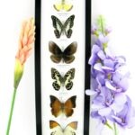 6 wunderschöne echte Schmetterlinge im Bilderrahmen - A-06-h-22