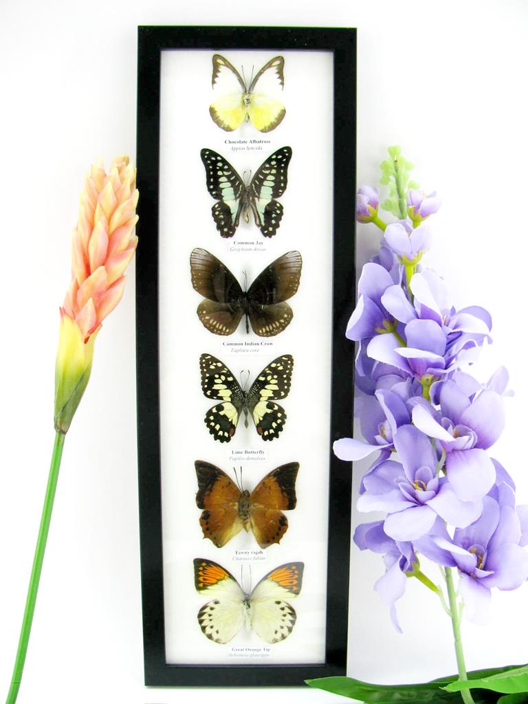 6 präparierte Schmetterlinge im Bilderrahmen hoch A-06-h-22-b