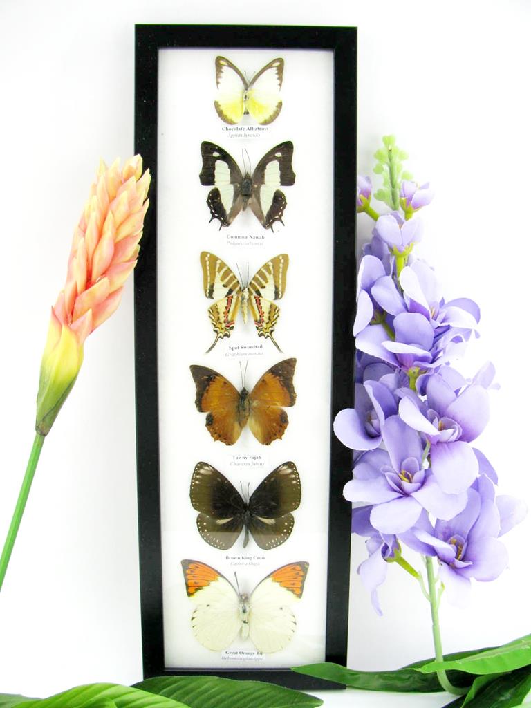 6 präparierte Schmetterlinge im Bilderrahmen hoch A-06-h-23-b