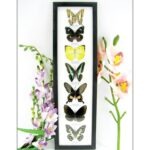 7 wunderschöne echte Schmetterlinge im schwarzen Rahmen als Wandbild - A-07-h-01