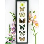 7 wunderschöne echte Schmetterlinge im schwarzen Rahmen als Wandbild - A-07-h-02