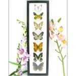 7 wunderschöne echte Schmetterlinge im schwarzen Rahmen als Wandbild - A-07-h-03
