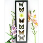7 wunderschöne echte Schmetterlinge im schwarzen Rahmen als Wandbild - A-07-h-04