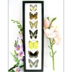 7 wunderschöne echte Schmetterlinge im schwarzen Rahmen als Wandbild - A-07-h-07