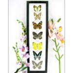 7 wunderschöne echte Schmetterlinge im schwarzen Rahmen als Wandbild - A-07-h-08