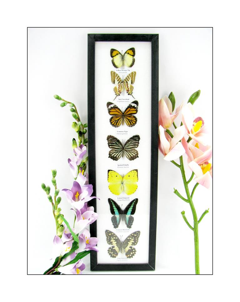 7 echte tropische präparierte Schmetterlinge als Wandbild im Set A-07-h-08-b