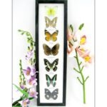 7 wunderschöne echte Schmetterlinge im schwarzen Rahmen als Wandbild - A-07-h-09