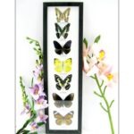 7 wunderschöne echte Schmetterlinge im schwarzen Rahmen als Wandbild - A-07-h-11