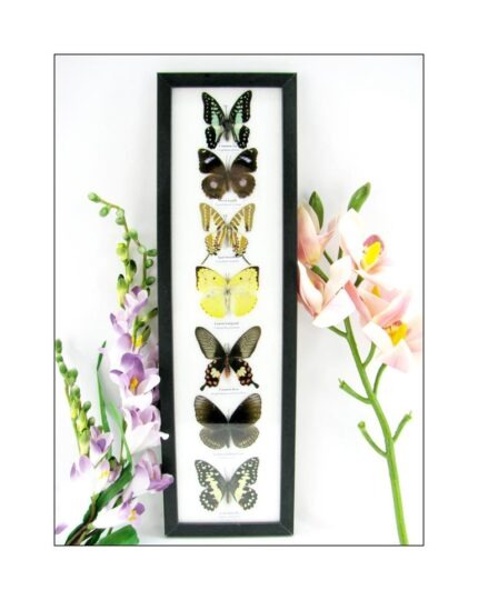 7 wunderschöne echte Schmetterlinge im schwarzen Rahmen als Wandbild - A-07-h-12