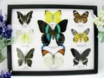 Wunderschöne Schmetterlingssammlung im Bilderrahmen mit 9 echten Schmetterlingen - A-09-blumei-01