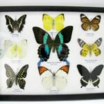 Wunderschöne Schmetterlingssammlung im Bilderrahmen mit 9 echten Schmetterlingen - A-09-blumei-01