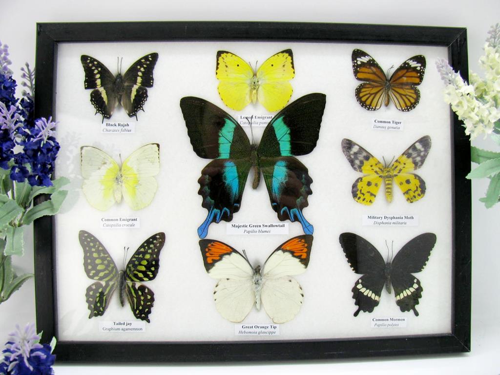 9 echte tote präparierte Schmetterlinge als Sammlung A-blumei-01-b