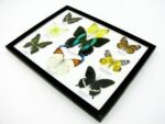 Wunderschöne Schmetterlingssammlung im Bilderrahmen mit 9 echten Schmetterlingen - A-09-blumei-01 – Bild 7