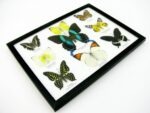 Wunderschöne Schmetterlingssammlung im Bilderrahmen mit 9 echten Schmetterlingen - A-09-blumei-01 – Bild 8