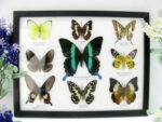 Wunderschöne Schmetterlingssammlung im Bilderrahmen mit 9 echten Schmetterlingen - A-09-blumei-02