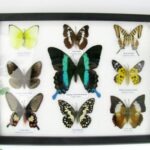 Wunderschöne Schmetterlingssammlung im Bilderrahmen mit 9 echten Schmetterlingen - A-09-blumei-02